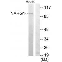 NARG1