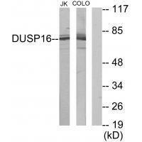 DUSP16
