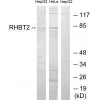 RHBT2