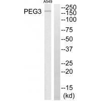 PEG3
