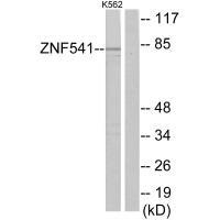 ZNF541