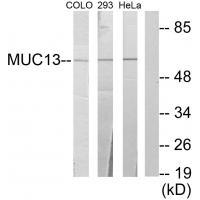 MUC13