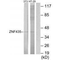 ZNF435
