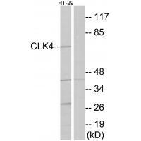 CLK4
