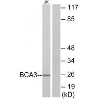 BCA3