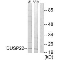 DUSP22