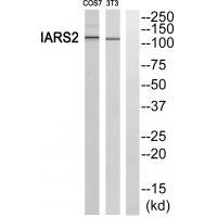 IARS2