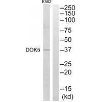 DOK5