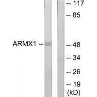 ARMX1