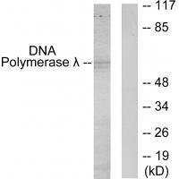 DNA Polymerase 位