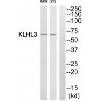 KLHL3
