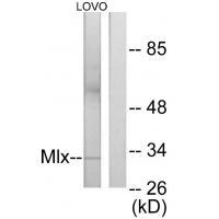 Mlx