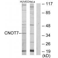CNOT7