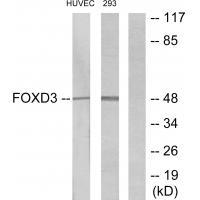 FOXD3