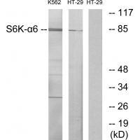 S6K-α6