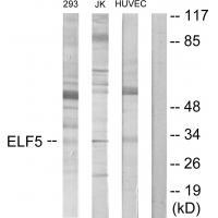 ELF5