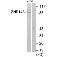 ZNF148
