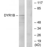 DYR1B