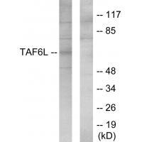TAF6L