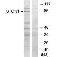 STON1