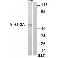 5-HT-3A