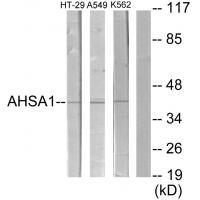 AHSA1