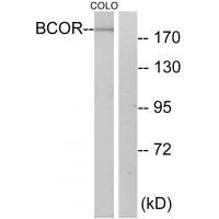 BCOR