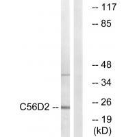 C56D2