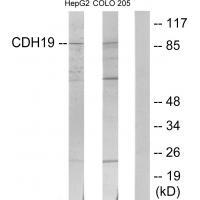 CDH19