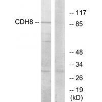 CDH8