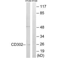 CD302