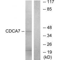 CDCA7