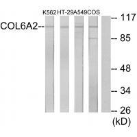 Collagen VI α2