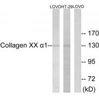 Collagen XX α1