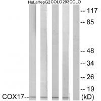 COX17