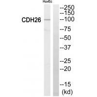 Cytochrome P452C8