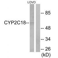 Cytochrome P452C8/9/18/19