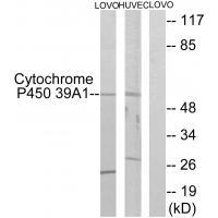 Cytochrome P4539A1