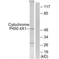 Cytochrome P454X1