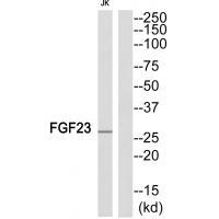 FGF23