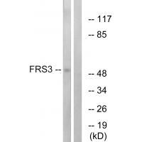 FRS3