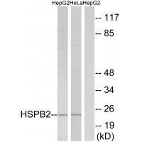 HSPB2
