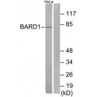 BARD1