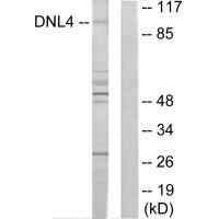 DNL4
