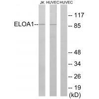 ELOA1