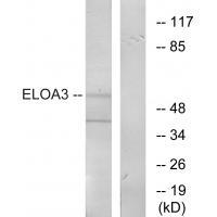 ELOA3