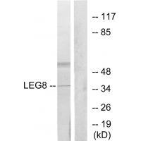 LEG8