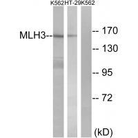 MLH3
