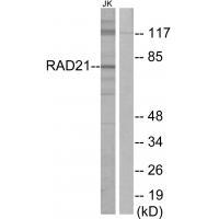 RAD21