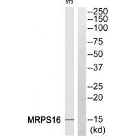 MRPS16